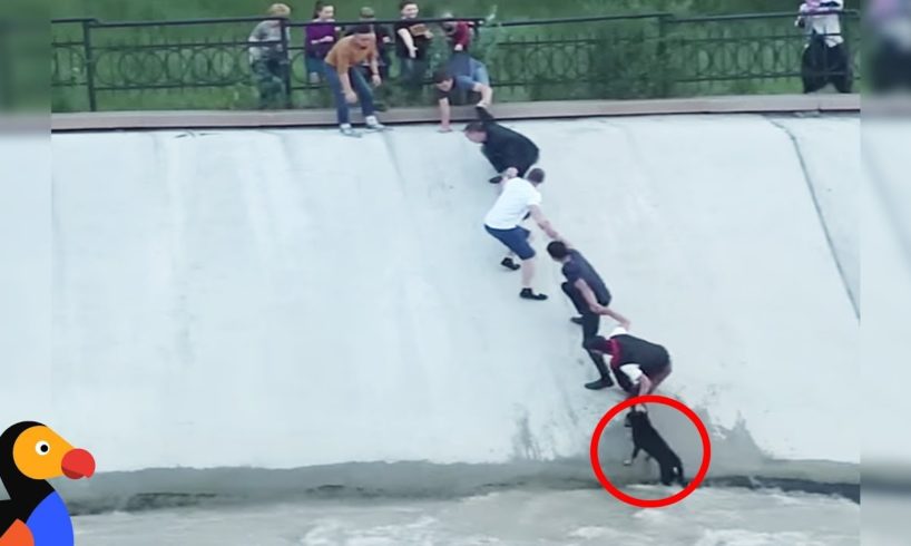 Most Intense Human Chain Ever Rescues Dog Stranded in Canal | The Dodo