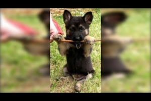 Most of Cutest German Shepherd Puppies Videos