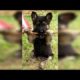 Most of Cutest German Shepherd Puppies Videos