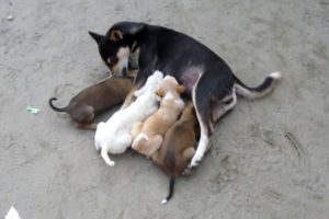 Mother Dog feeding cute newborn Puppies | Cute Puppies and Breastfeeding Dog