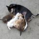 Mother Dog feeding cute newborn Puppies | Cute Puppies and Breastfeeding Dog