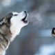 Mother Husky Howling And Playing With Cute Puppies- Funny Husky Dog Videos