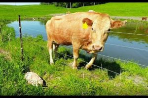 Mother cow clearly asks man to rescue her newborn calf