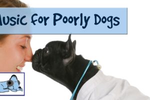 Music to Soothe Ill Dogs, Unwell Animals, Sick Dog, Relaxing Music for Sad Dogs!