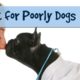 Music to Soothe Ill Dogs, Unwell Animals, Sick Dog, Relaxing Music for Sad Dogs!