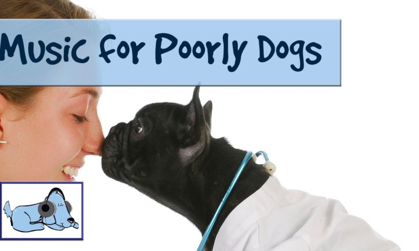 Music to Soothe Ill Dogs, Unwell Animals, Sick Dog, Relaxing Music for Sad Dogs!