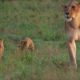 NATURE | Born Wild: The First Days of Life | Lion Cubs | PBS