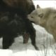 NATURE | Wolves Hunting Buffalo | Cold Warriors: Wolves and Buffalo | PBS