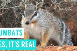 NUMBATS are shy animals compilations