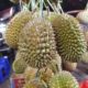 Nasi Goreng and Durian: Indonesian Street Food Tour at Mangga Besar, Jakarta, Indonesia!