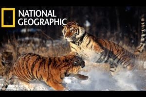 National Geographic Documentary   Tigers Revenge   - Nat Geo wild