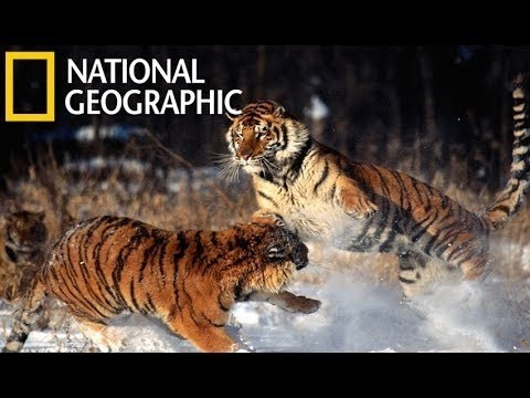 National Geographic Documentary   Tigers Revenge   - Nat Geo wild