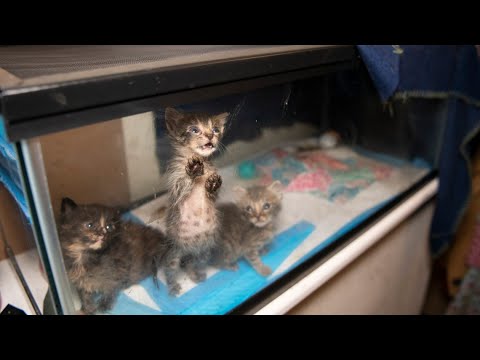 Nearly 200 cats rescued from horrible home in Killeen