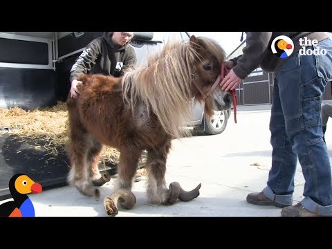 Neglected Pony Hooves Were So Long He Couldn't Walk | The Dodo: Comeback Kids S01E03
