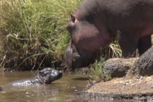 Newborn Hippo Rescued From Hungry Crocodiles