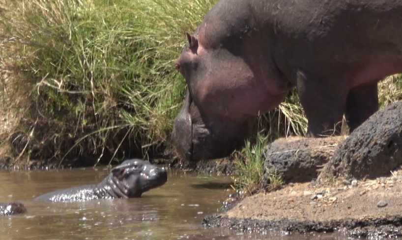 Newborn Hippo Rescued From Hungry Crocodiles