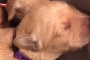 Newborn puppies make the cutest sounds while sleeping