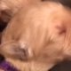 Newborn puppies make the cutest sounds while sleeping