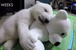 Nora the polar bear cub growing up