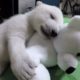 Nora the polar bear cub growing up