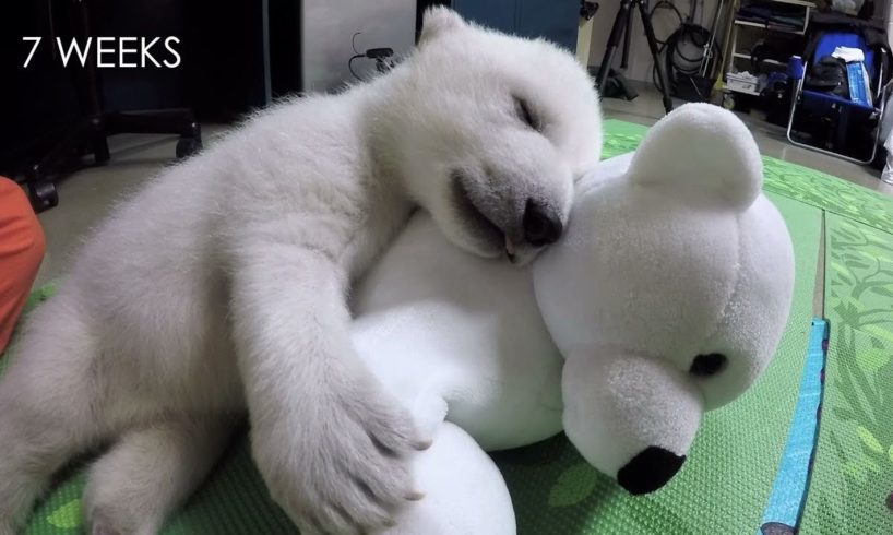 Nora the polar bear cub growing up