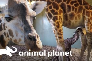 O incrível parto de uma bebê girafa | A Família Irwin | Animal Planet Brasil