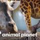 O incrível parto de uma bebê girafa | A Família Irwin | Animal Planet Brasil