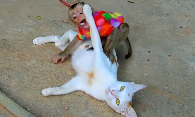 Oh! So Adorable And Very Funny Baby Monkey Midi Playing With Cat