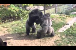 Omaha Zoo - Gorilla Fight "Where's the Zookeepers"