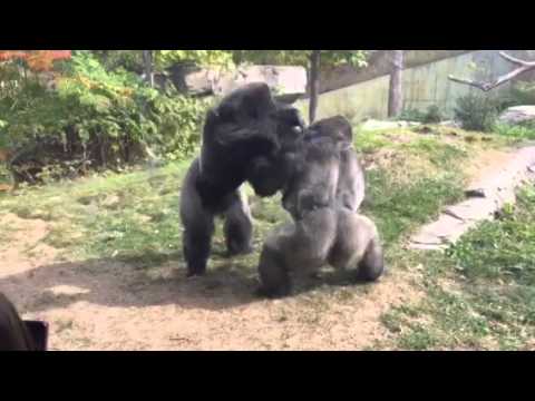 Omaha Zoo - Gorilla Fight "Where's the Zookeepers"