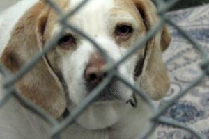 Opt to Adopt- An Animal Shelter Video