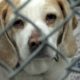Opt to Adopt- An Animal Shelter Video
