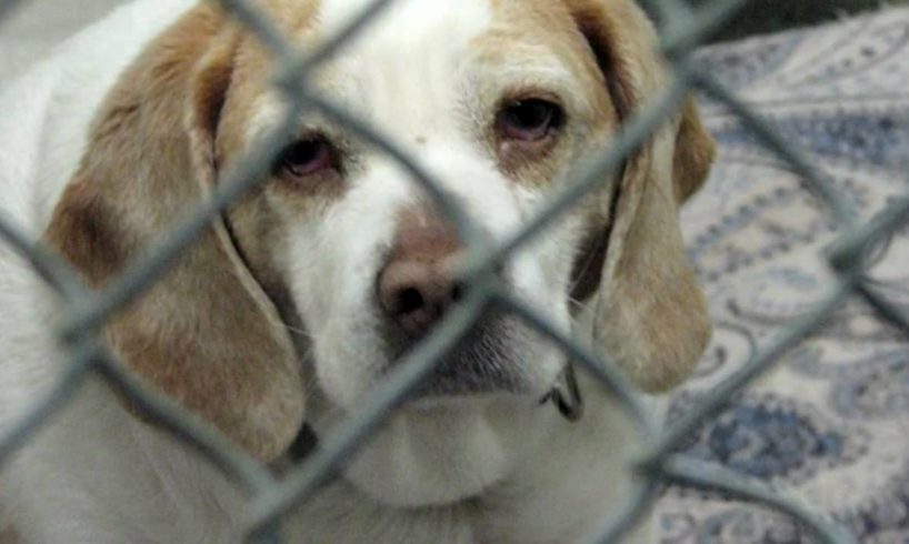 Opt to Adopt- An Animal Shelter Video