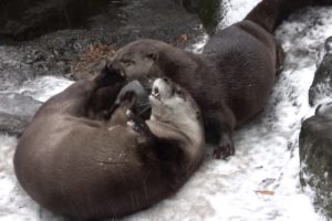 Oregon zoo animals have a snow day