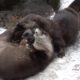 Oregon zoo animals have a snow day