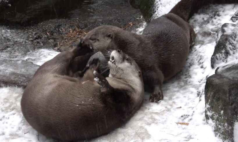Oregon zoo animals have a snow day