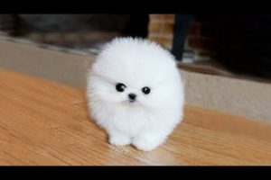 POMERANIAN THE CUTEST DOGS