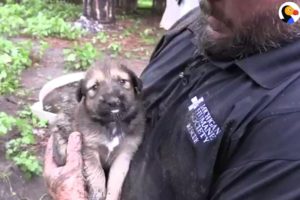 PUPPY RESCUE: You Won't Believe How Many Puppies Are Rescued From A Muddy Hole | The Dodo