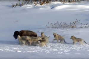 Pack Of Wolves Hunt a Bison | Frozen Planet | BBC Earth