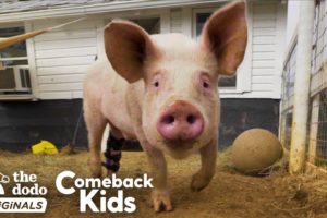 People Find Pig In Hurricane And Make Him Their Son | The Dodo Comeback Kids