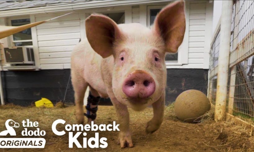 People Find Pig In Hurricane And Make Him Their Son | The Dodo Comeback Kids