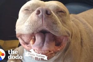 Pit Bull Goes From Backyard Breeding to the Life of a Spoiled Princess | The Dodo Pittie Nation