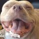 Pit Bull Goes From Backyard Breeding to the Life of a Spoiled Princess | The Dodo Pittie Nation