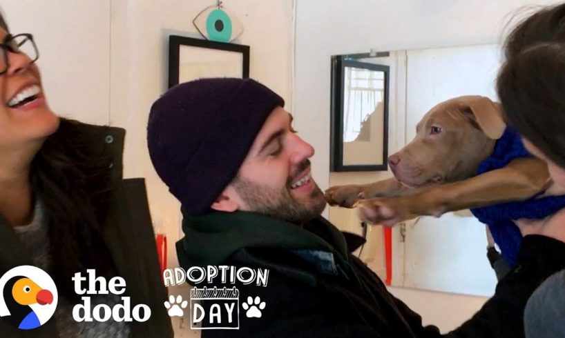 Pit Bull Puppies Were Found On The Street and Then Reunited Months Later | The Dodo Adoption Day