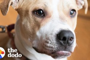 Pit Bull Puppy Keeps Waiting For A Family To Love Her | The Dodo