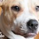 Pit Bull Puppy Keeps Waiting For A Family To Love Her | The Dodo