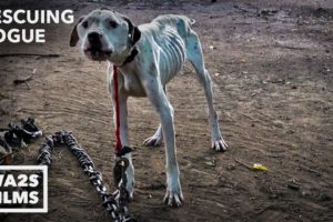 Pit Bull Starved on Heavy Chain Rescued by Pit Crew! Rescuing Rogue - Hope For Dogs | My DoDo