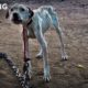 Pit Bull Starved on Heavy Chain Rescued by Pit Crew! Rescuing Rogue - Hope For Dogs | My DoDo