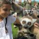 Play with monkeys, Playground with animals Lemure, Lemuridae, Lemurer