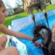 Playful Emus Make The Perfect Family Pets